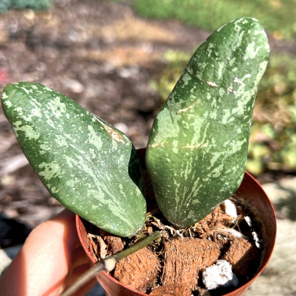 Hoya Sigillatis AH 001 sp. Borneo